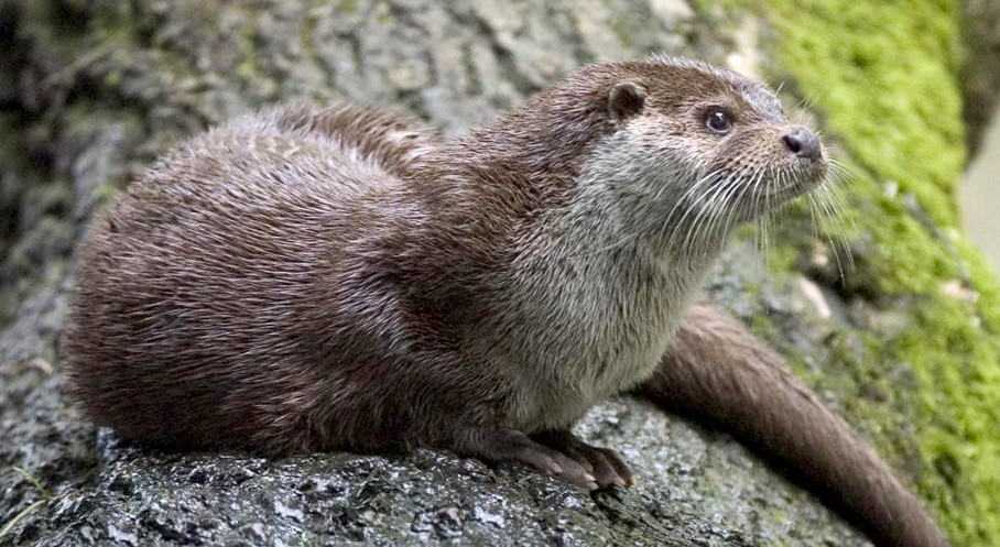Are Otters Rodents