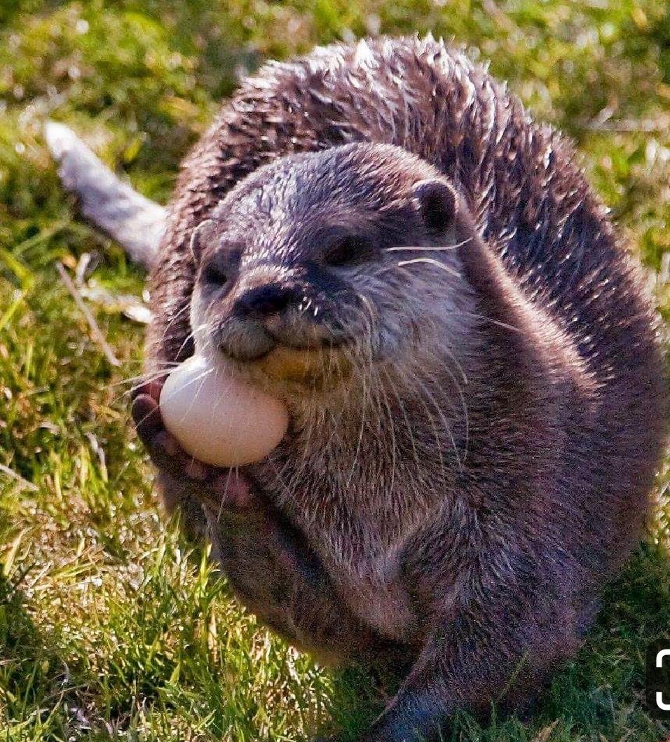 Do Otters Lay Eggs