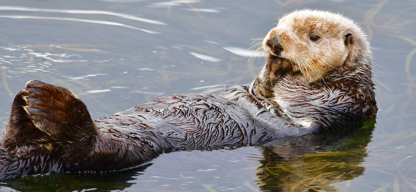 How Much Do Sea Otters Weigh